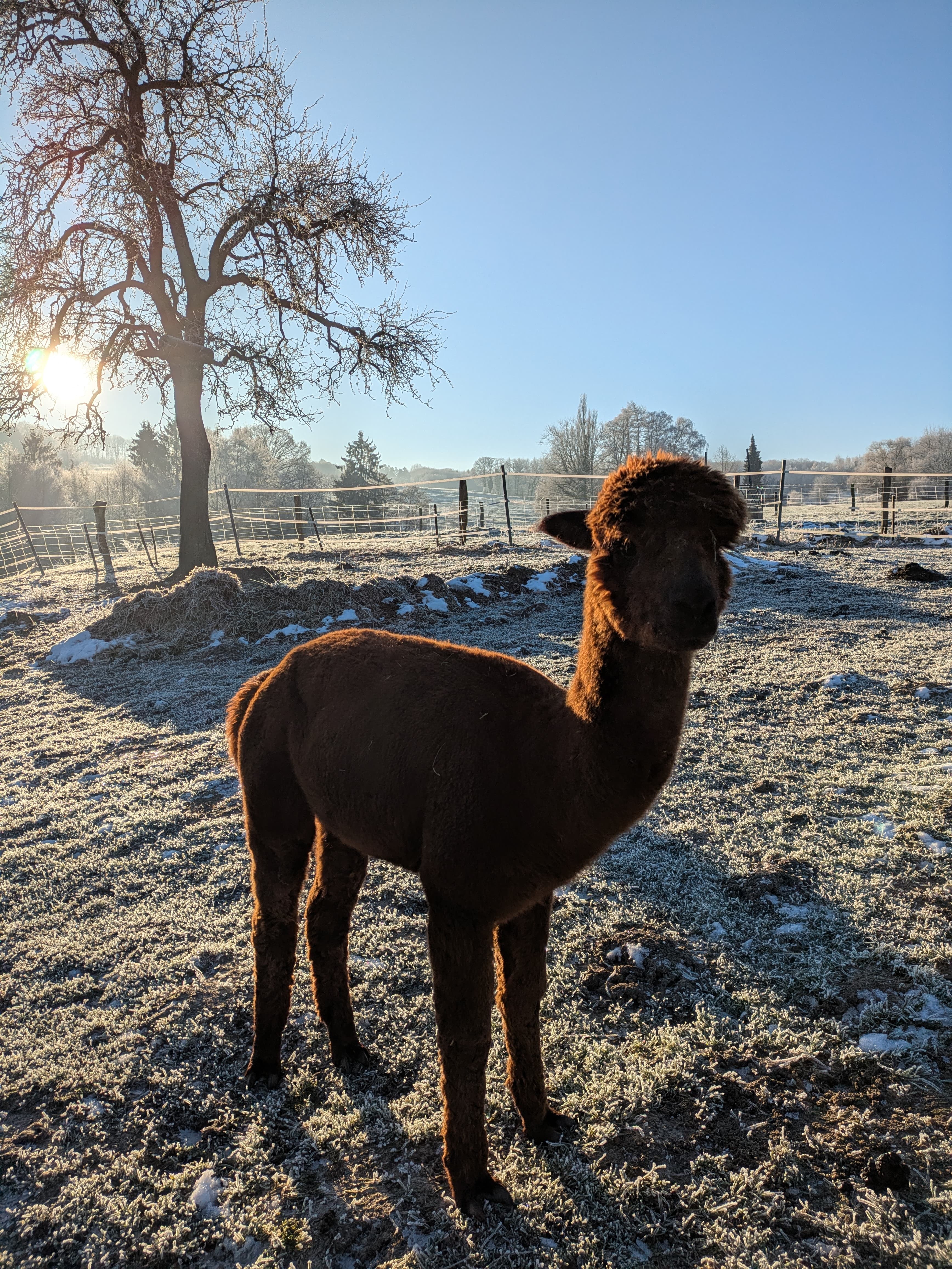 0102 Alpaka Meet & Greet Januar/Februar