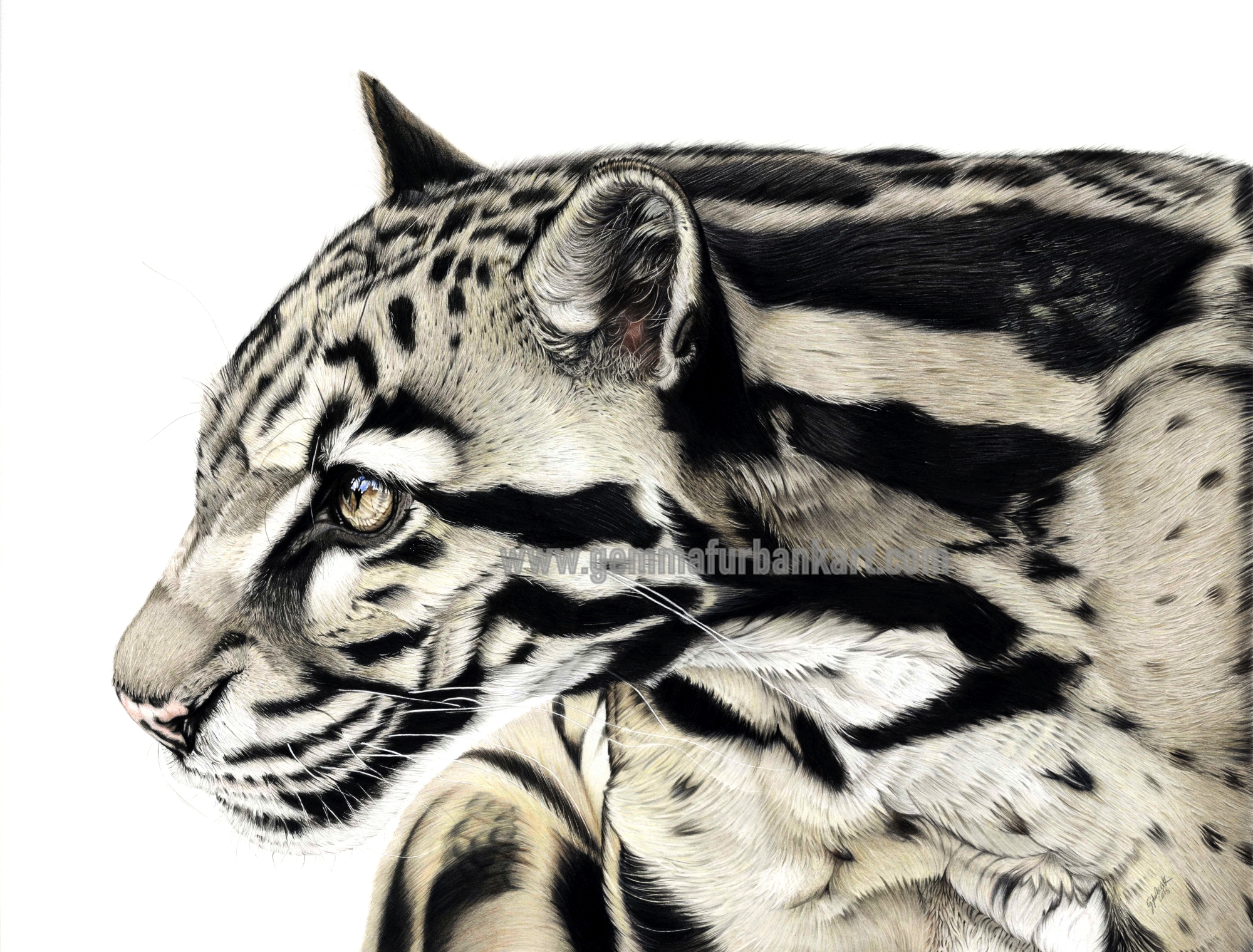 Clouded Leopard