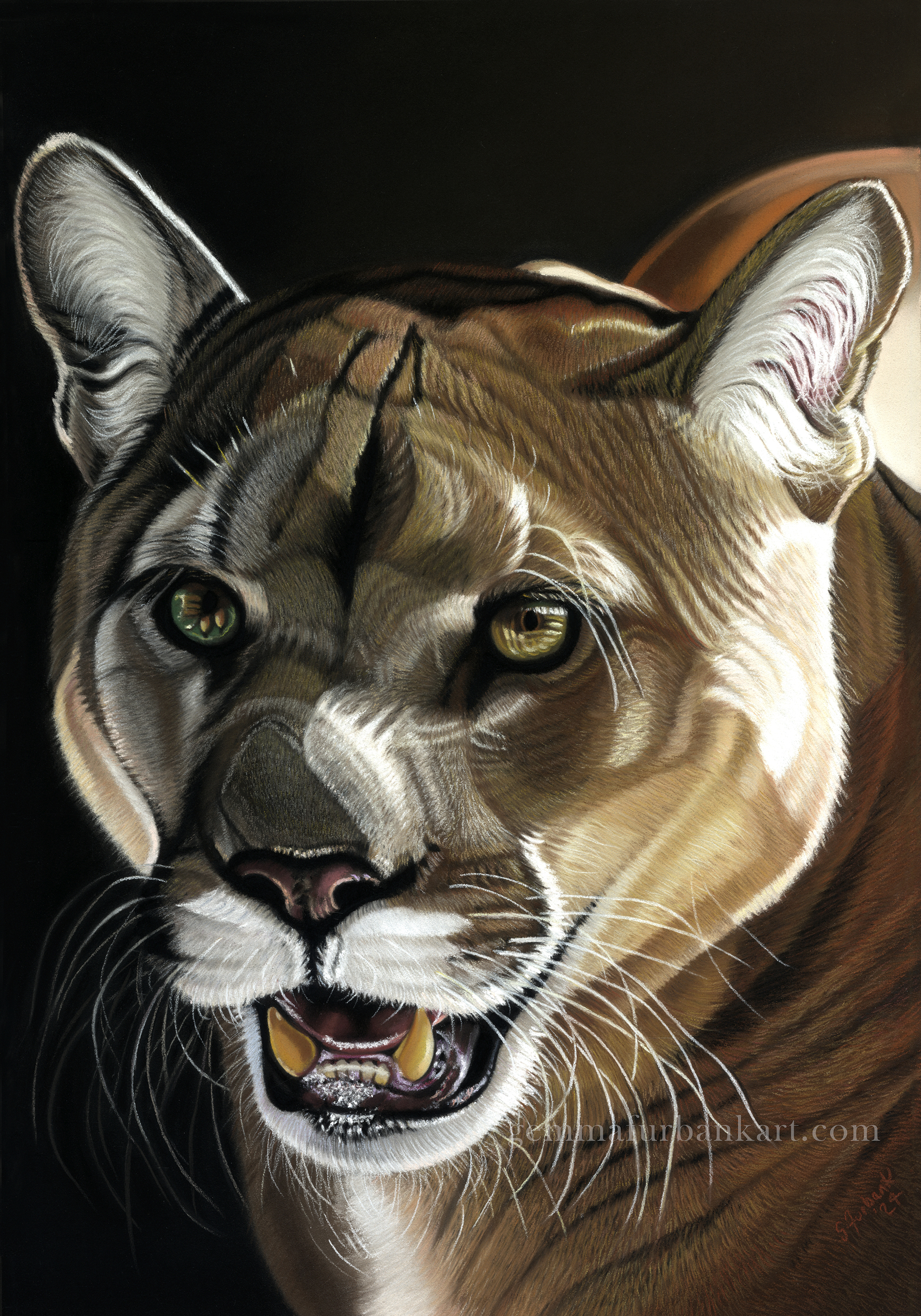 Mountain Lion Portrait