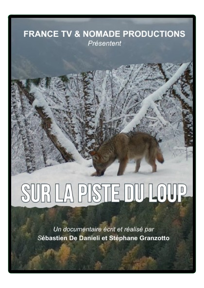 Sur la piste du loup