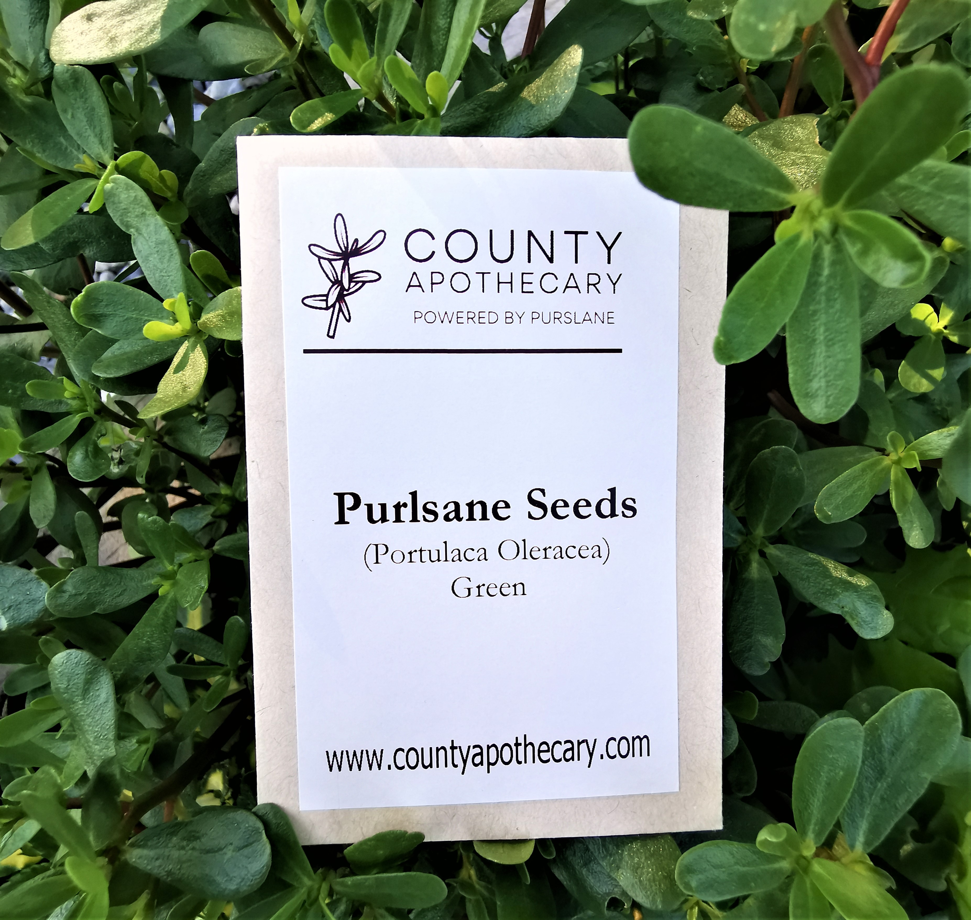 Purslane Seeds - Green 