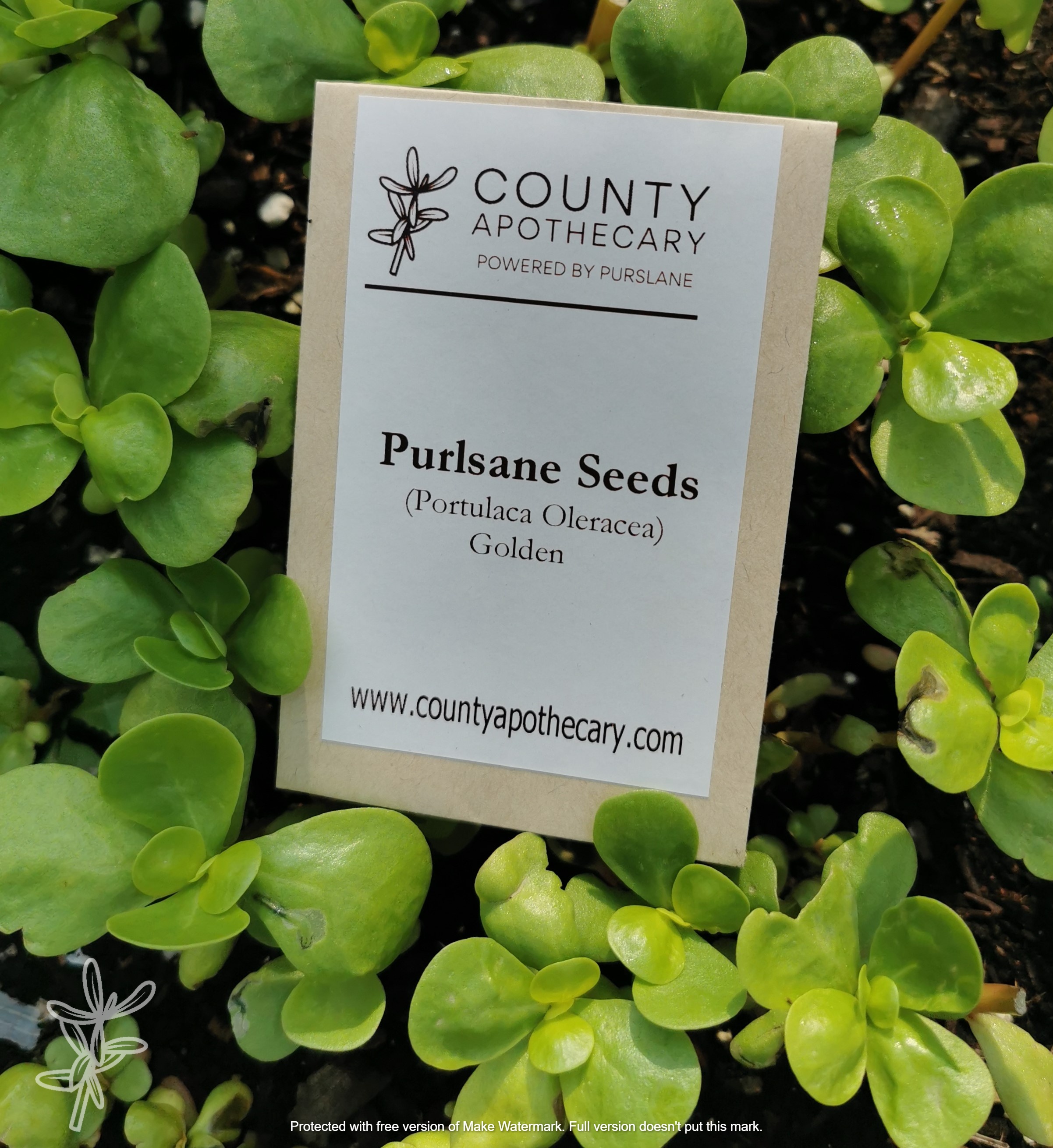 Purslane Seeds - Golden 