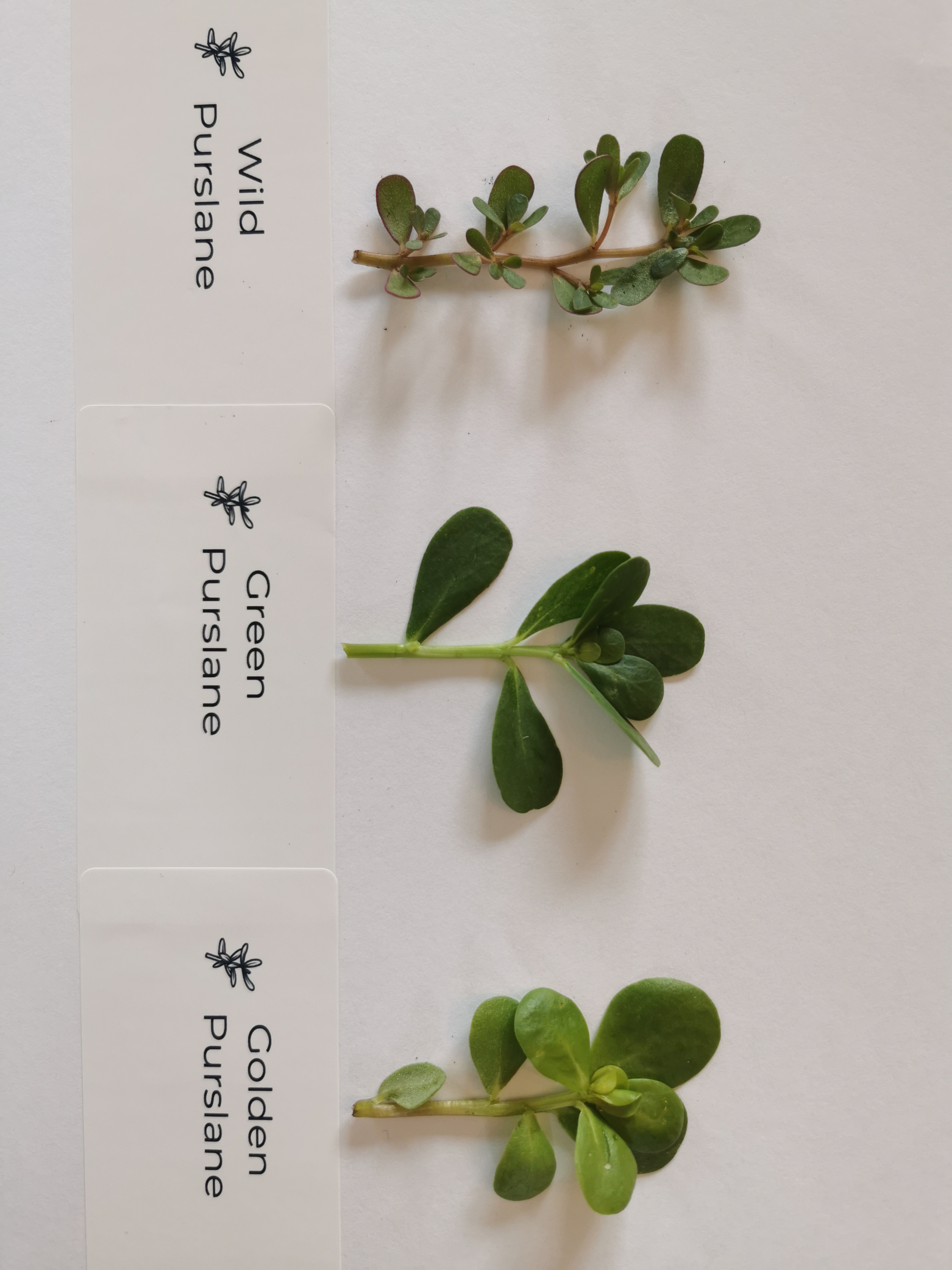 Purslane Seeds - Golden 