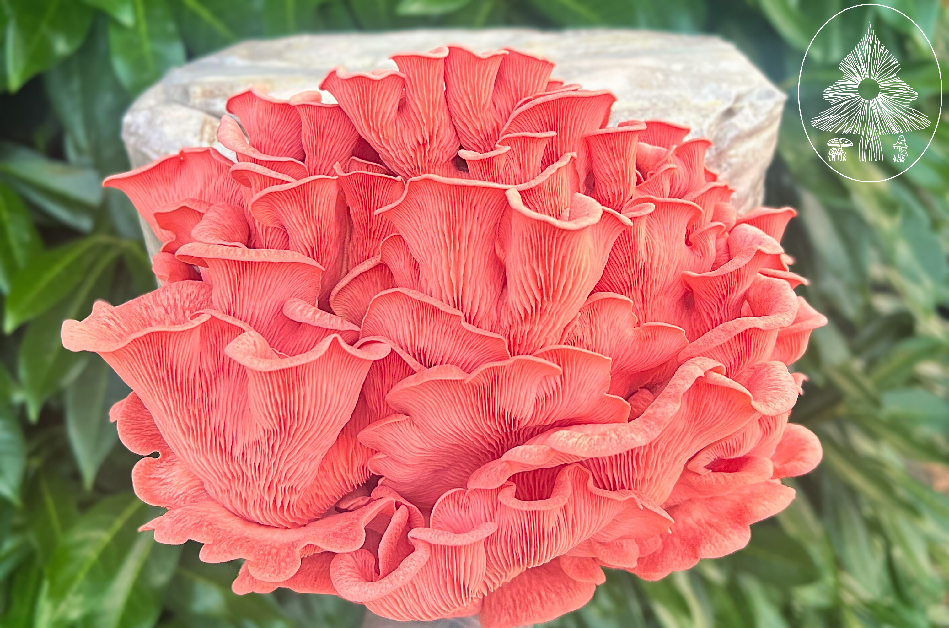 Pink Oyster Grow-Kit