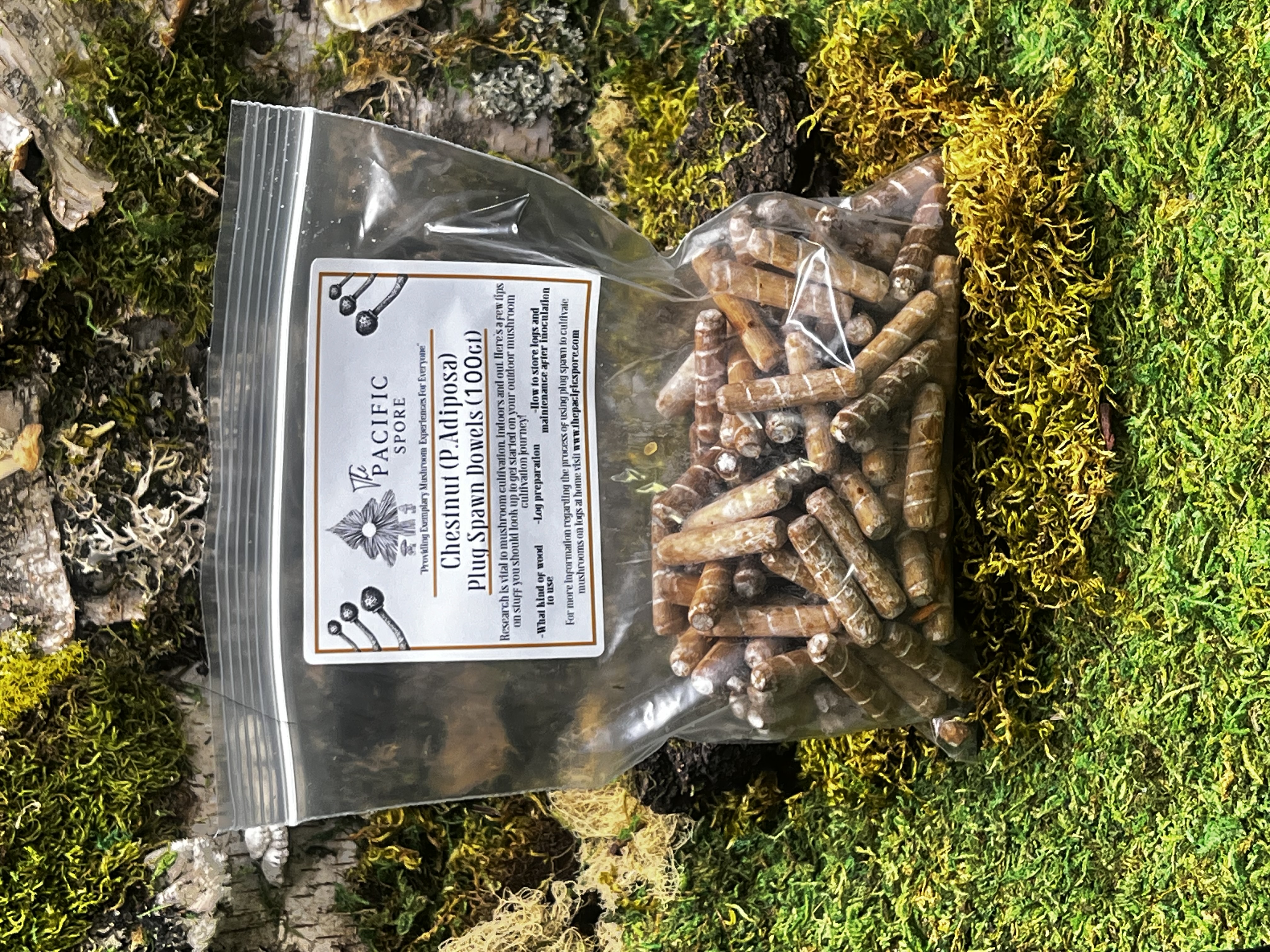 Chestnut Mushroom Plug Spawn 100 Pack