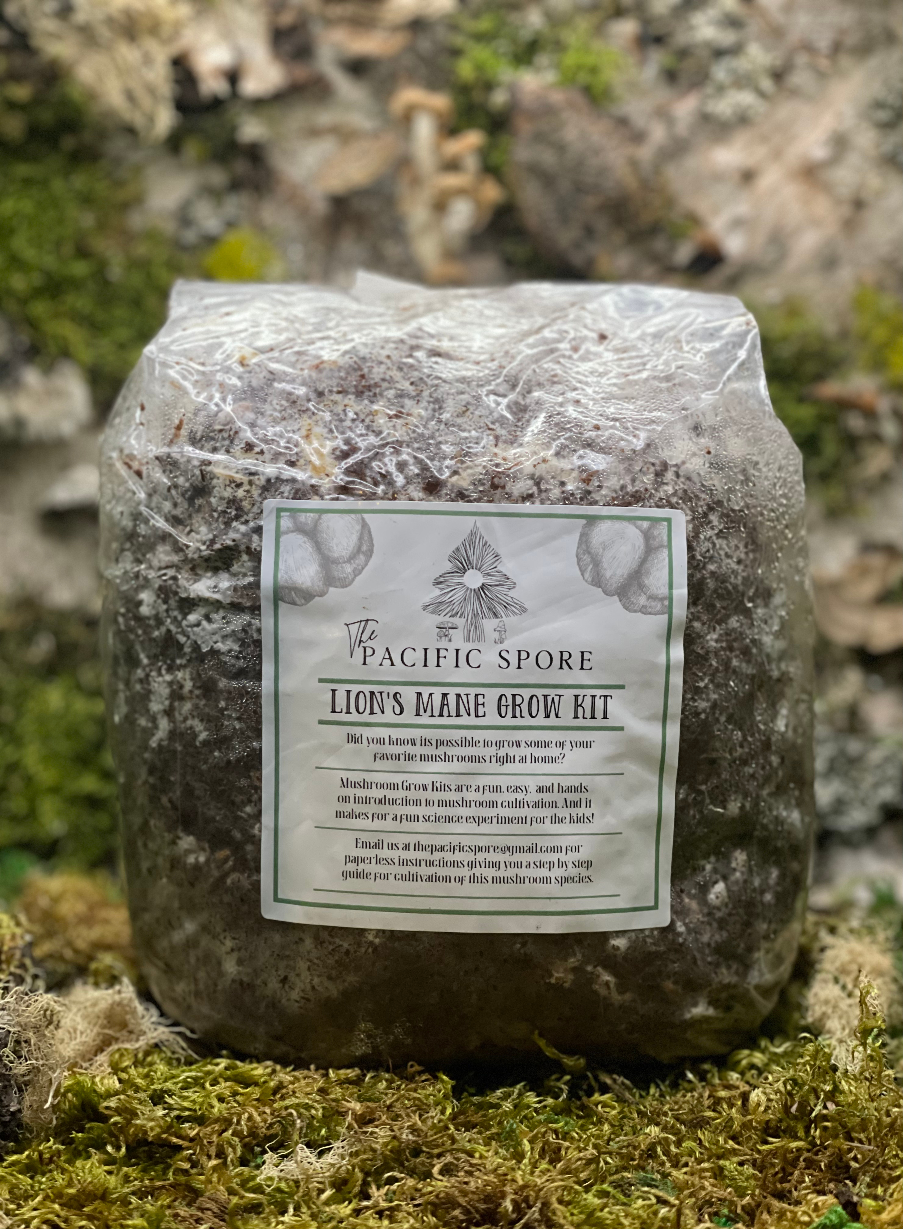 Lion's Mane Grow-Kit