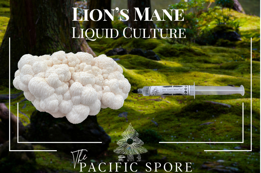 Lion's Mane Liquid Culture Syringe
