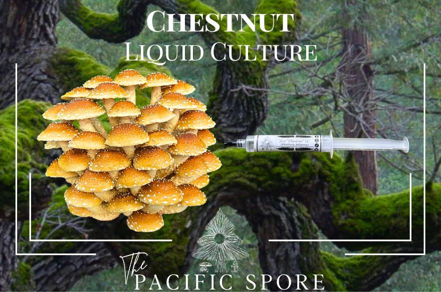 Chestnut Liquid Culture Syringe 