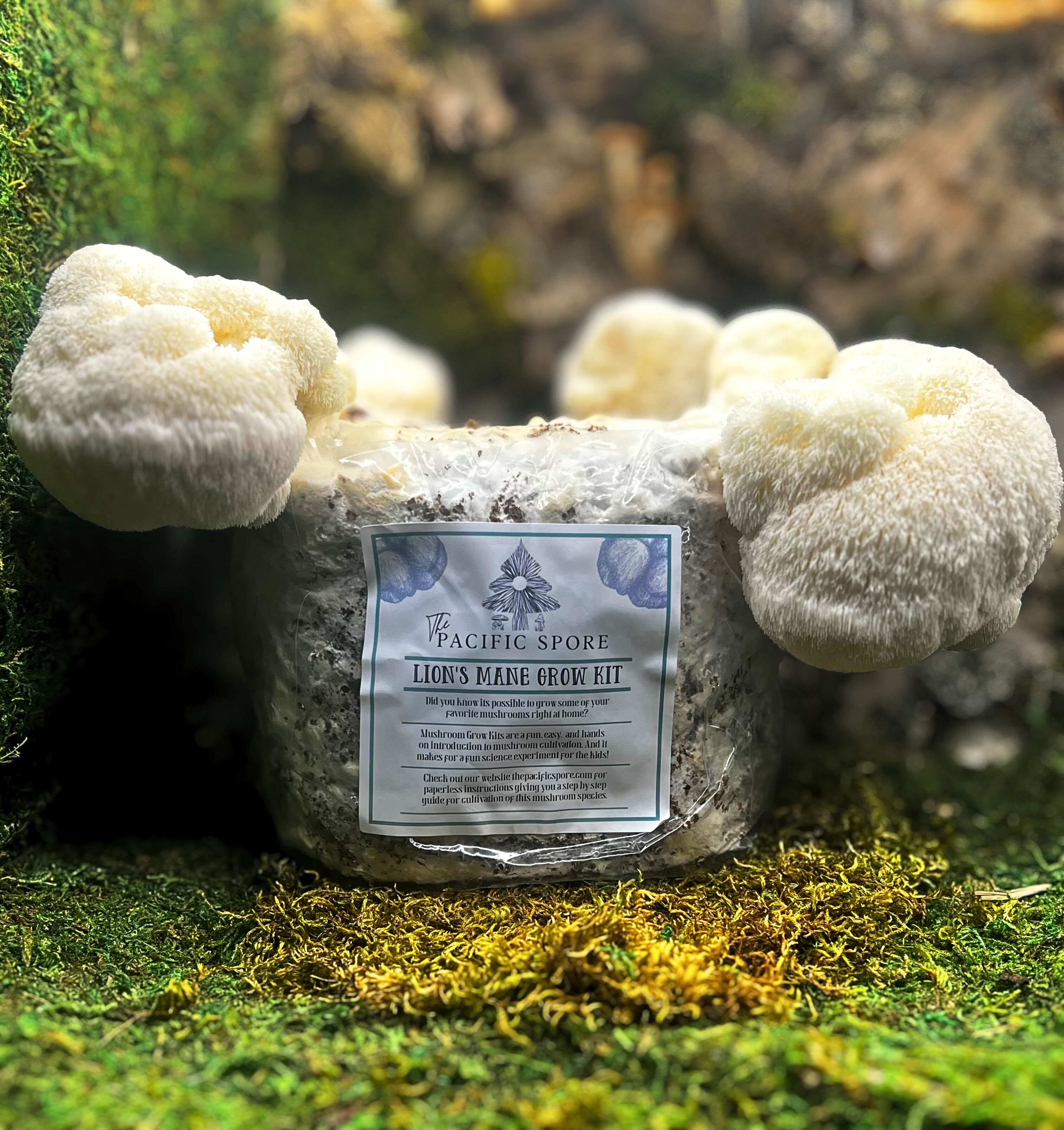 Lion's Mane Grow-Kit
