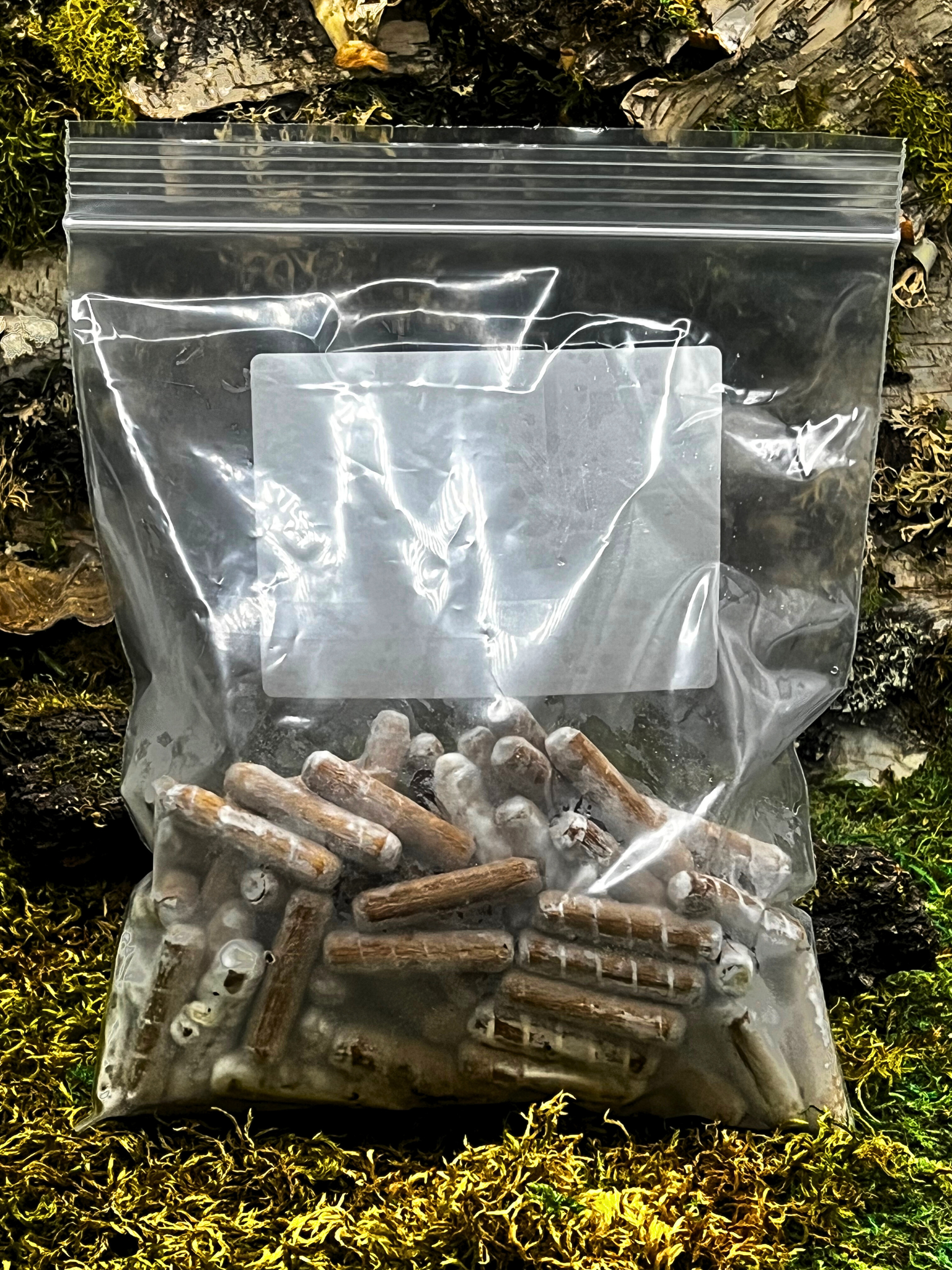 Blue Oyster Mushroom Plug Spawn 