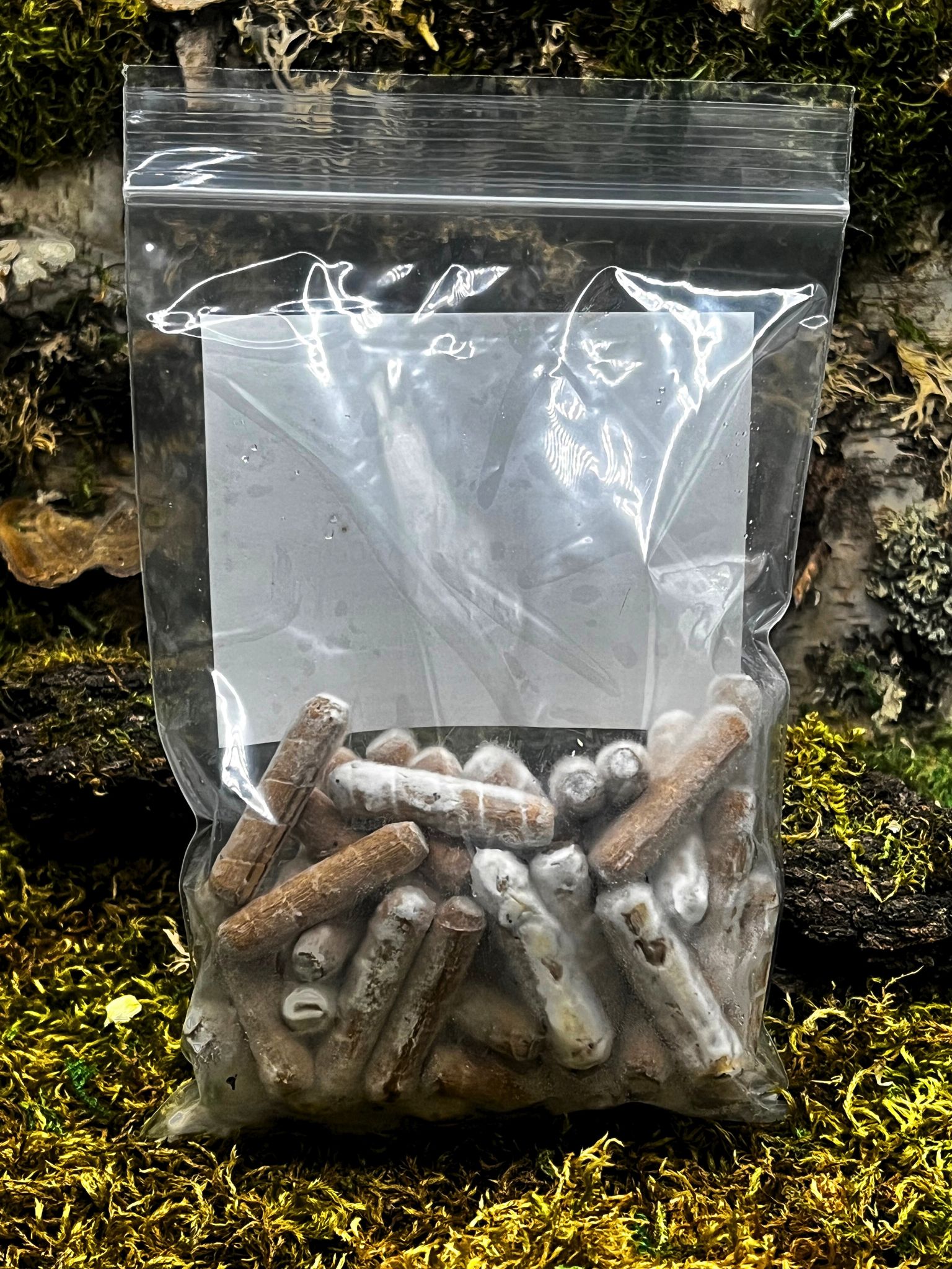 Blue Oyster Mushroom Plug Spawn 