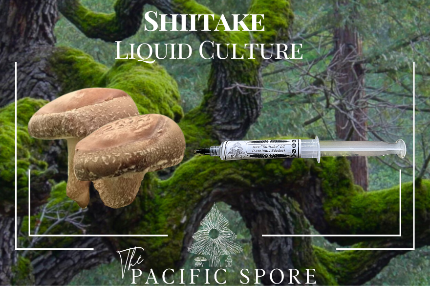 Shiitake Liquid Culture Syringe