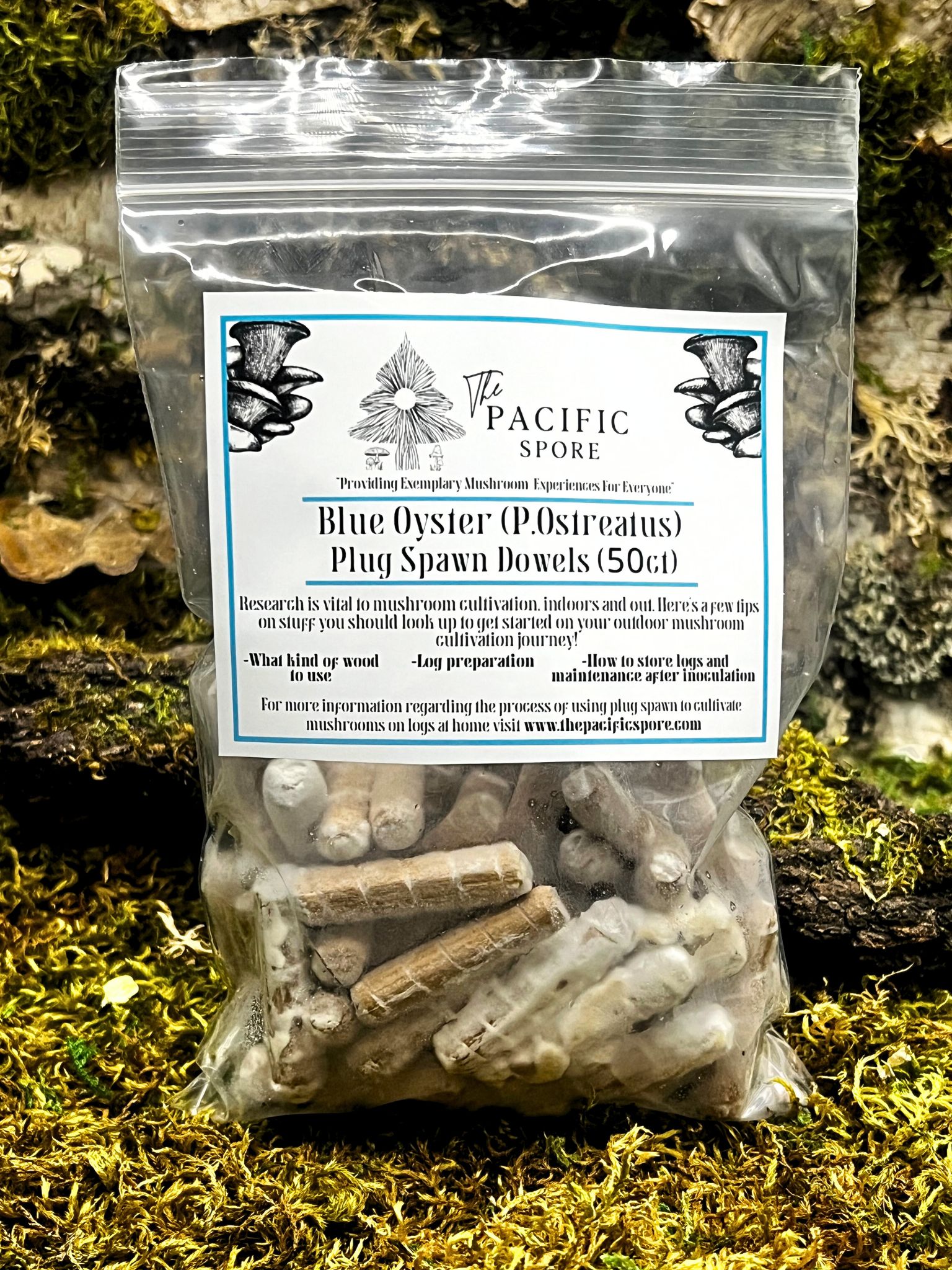 Blue Oyster Mushroom Plug Spawn 