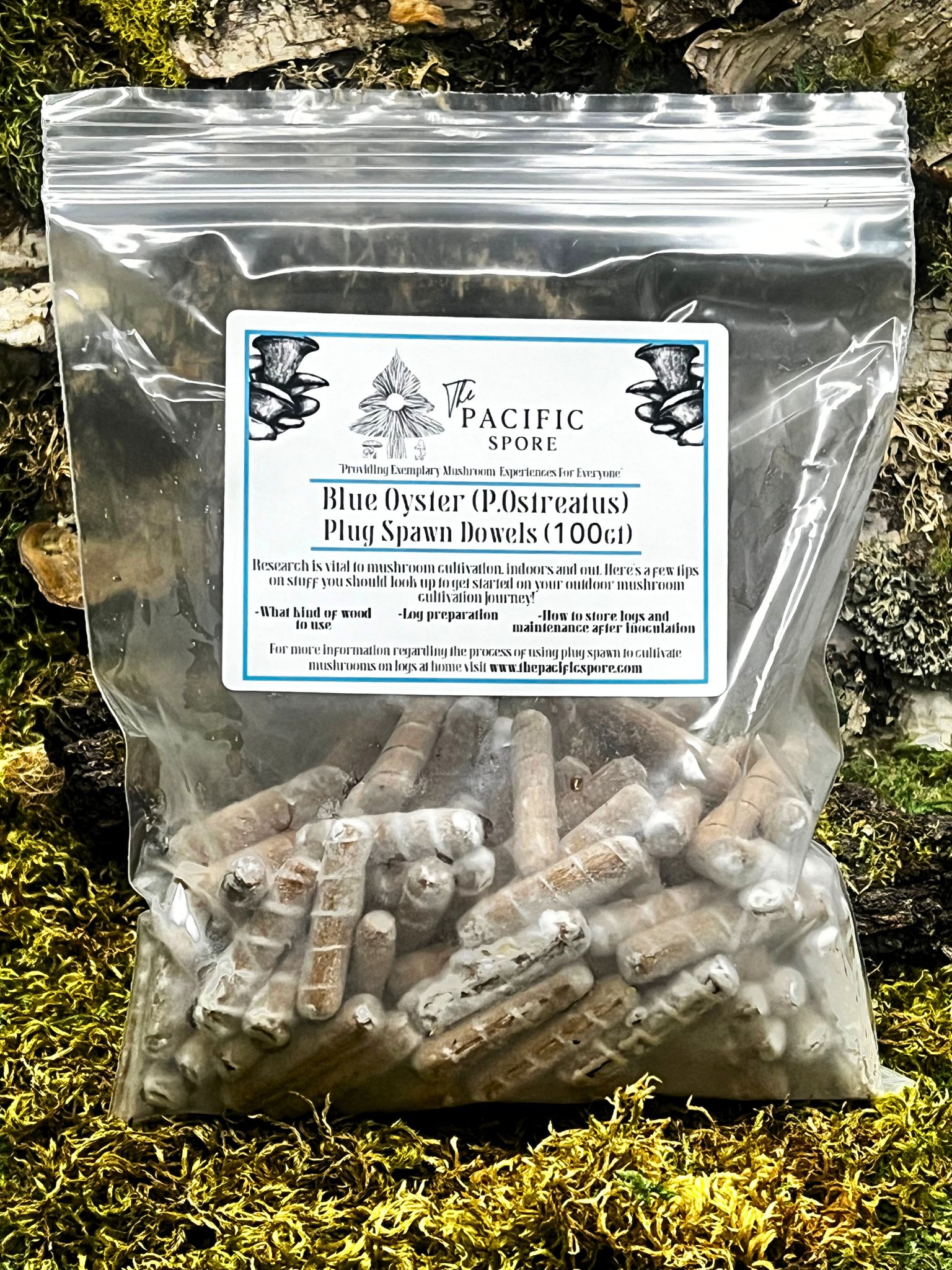 Blue Oyster Mushroom Plug Spawn 