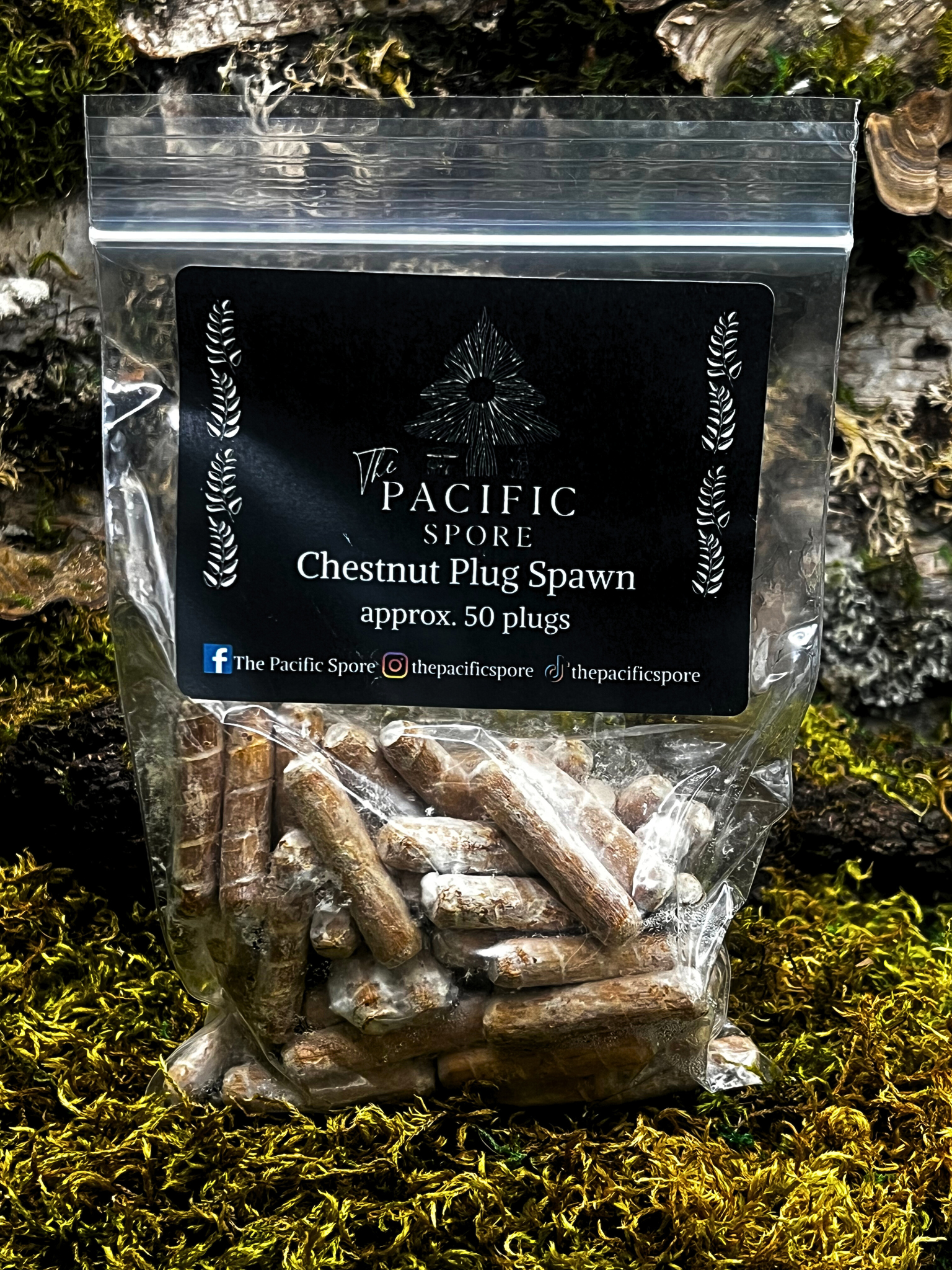 Chestnut Mushroom Plug Spawn 50 Pack