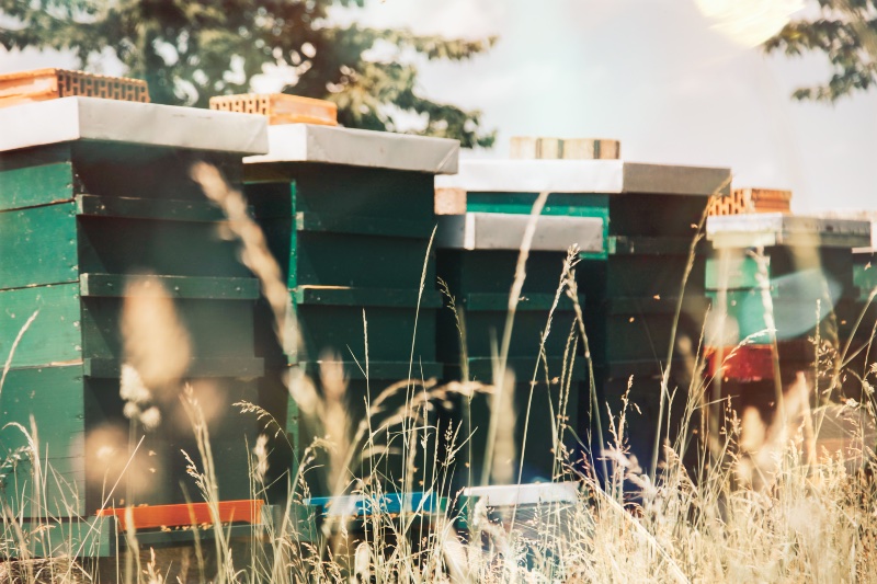 Buchungsanfrage für Bienen- & Honigerlebnisführung