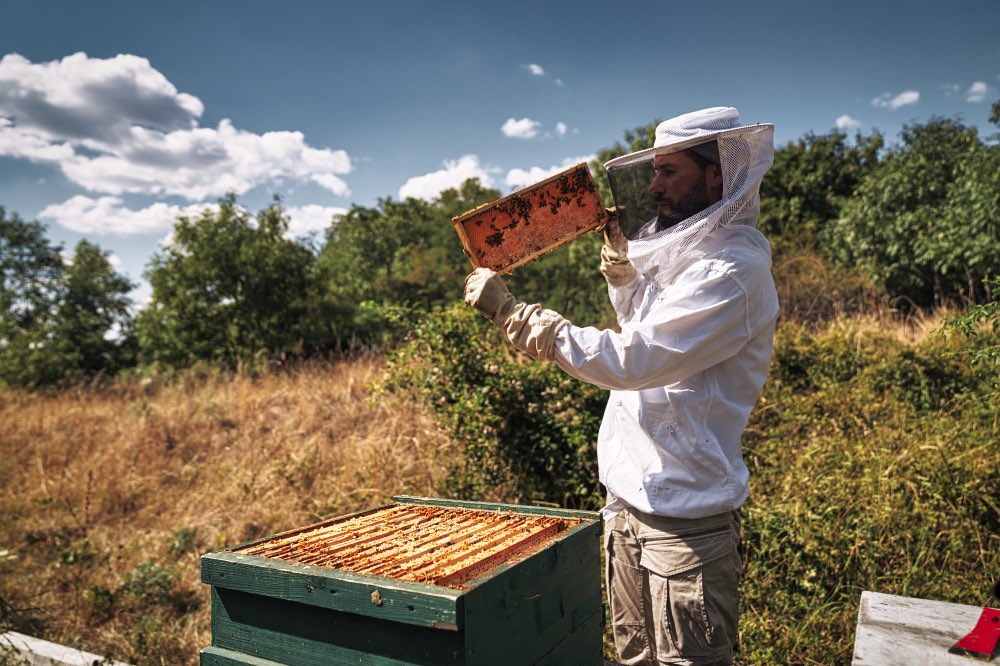 Spende für die Bienen