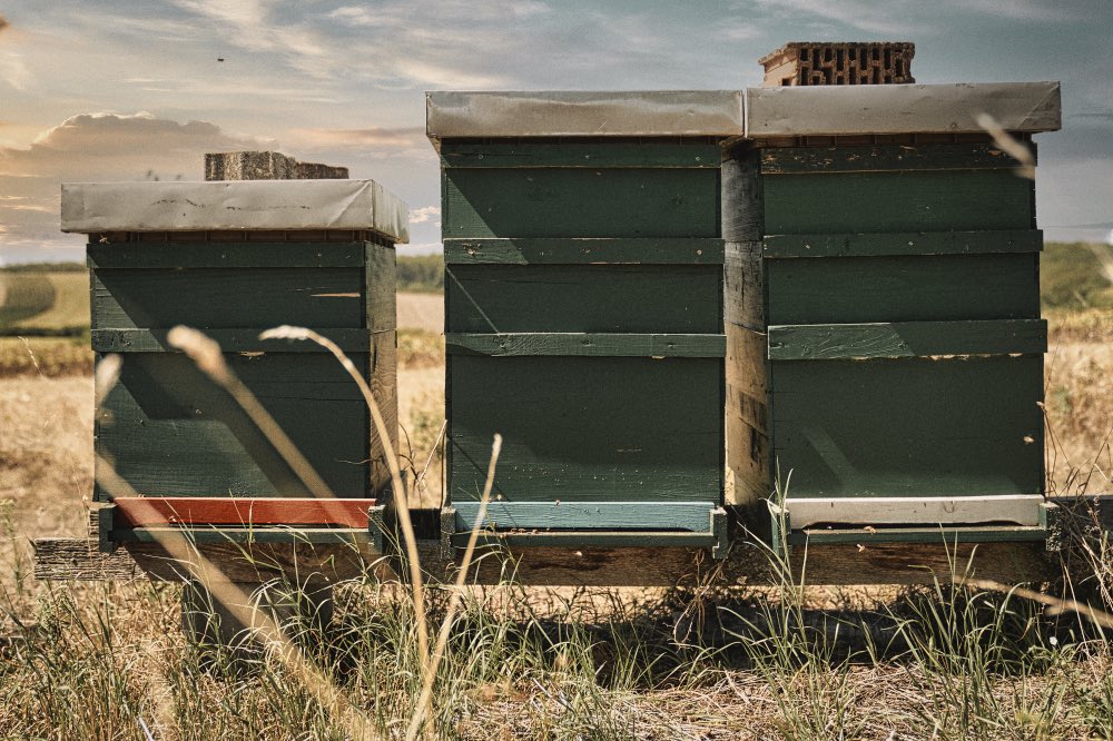 Bienenpatenschaft „Arbeiterin"