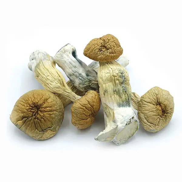 African Transkei Dried Magic Mushrooms