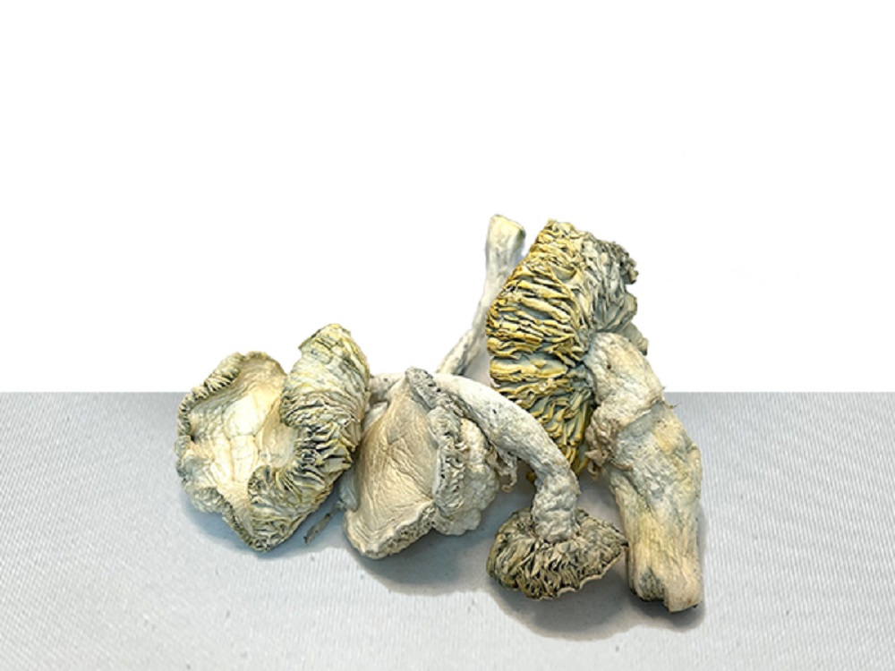 Albino Cambodians Magic Mushrooms