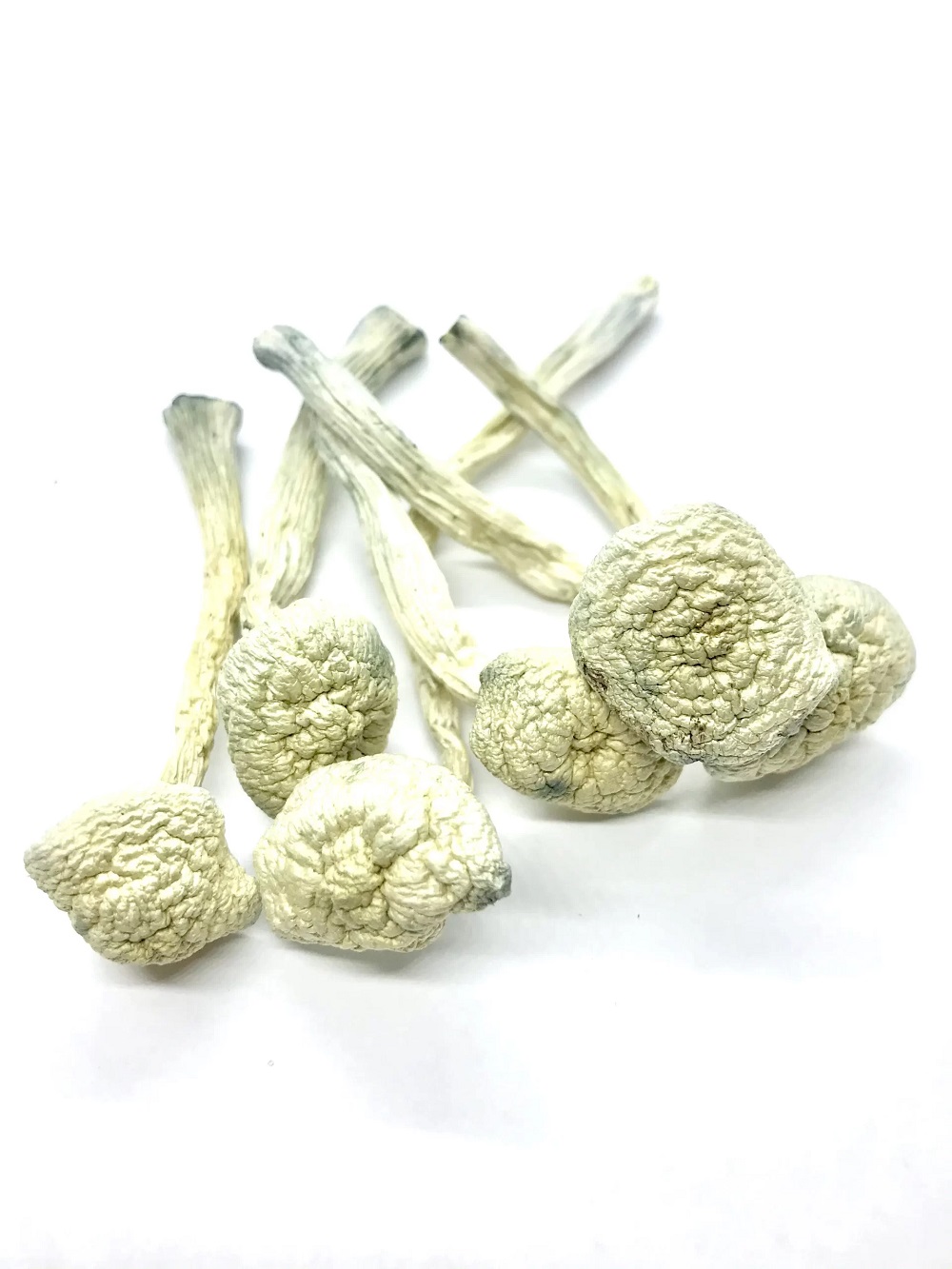 Albino Treasure Coast Magic Mushrooms