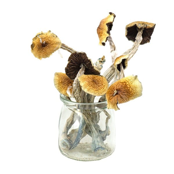 Azurenscens Magic Mushrooms
