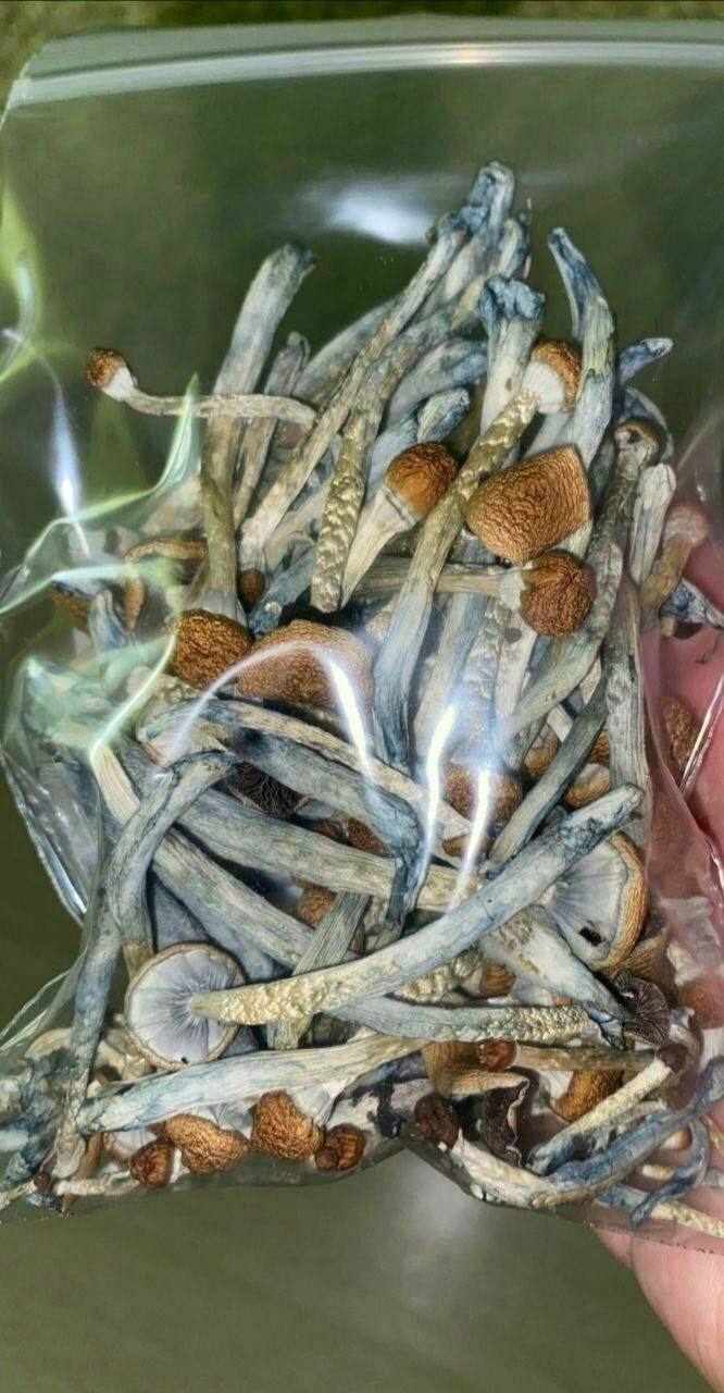 Blue Meanies Magic Mushrooms