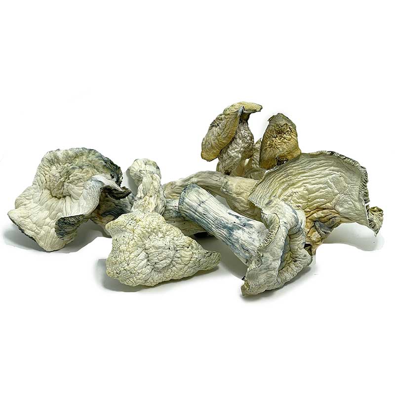 Blue Angel Magic Mushrooms