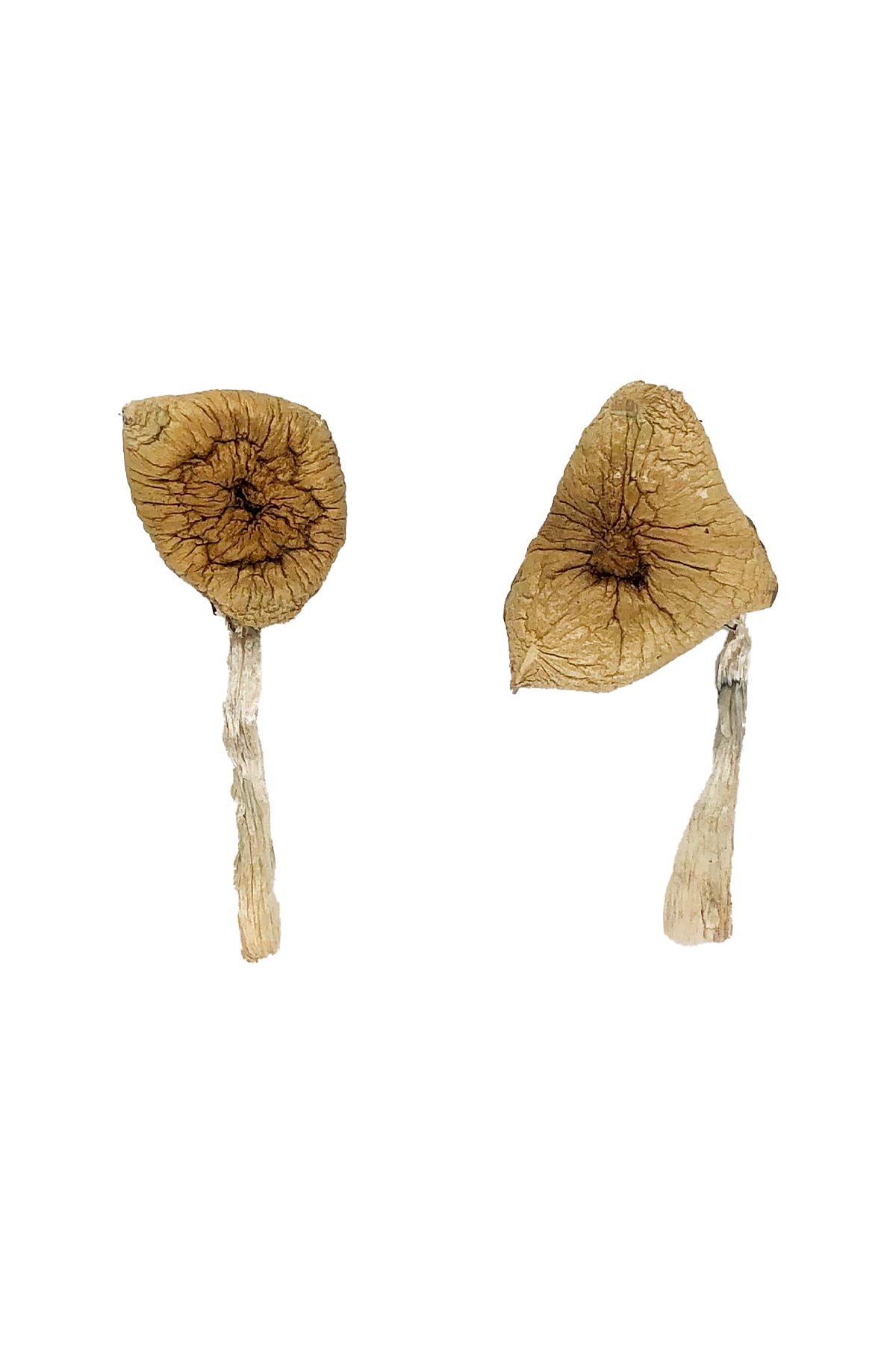 Burmese Magic Mushrooms