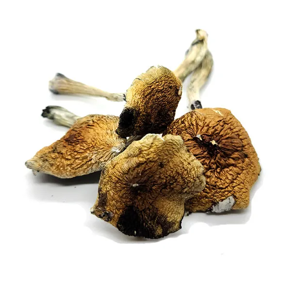 Costa Rican Magic Mushrooms