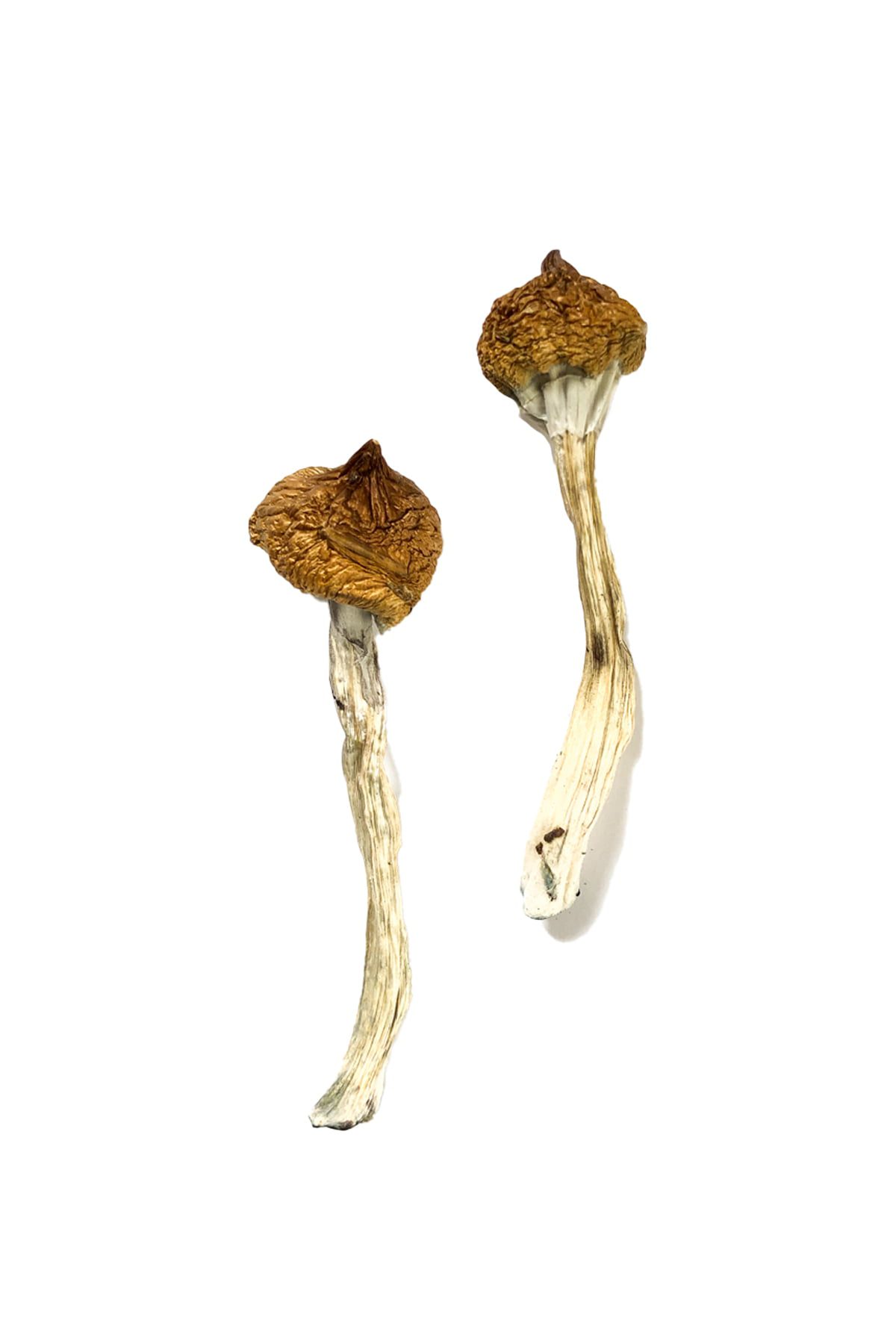 Dancing Tiger Magic Mushrooms