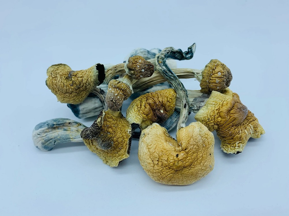Ecuadorian Magic Mushrooms