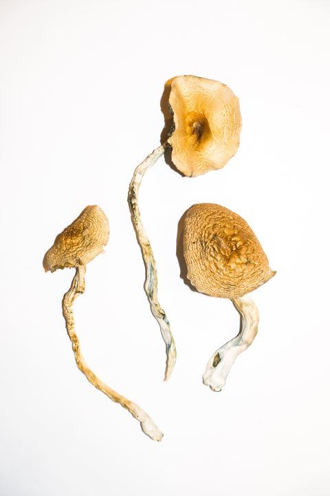 Golden Mammoth Magic Mushrooms