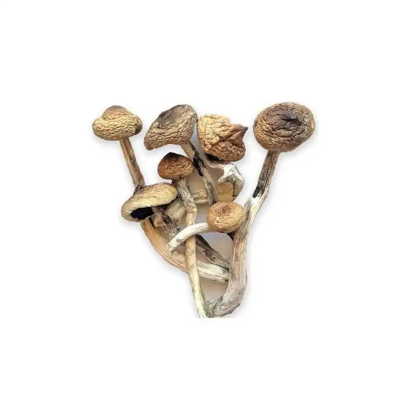 Golden Magic Teacher Mushrooms