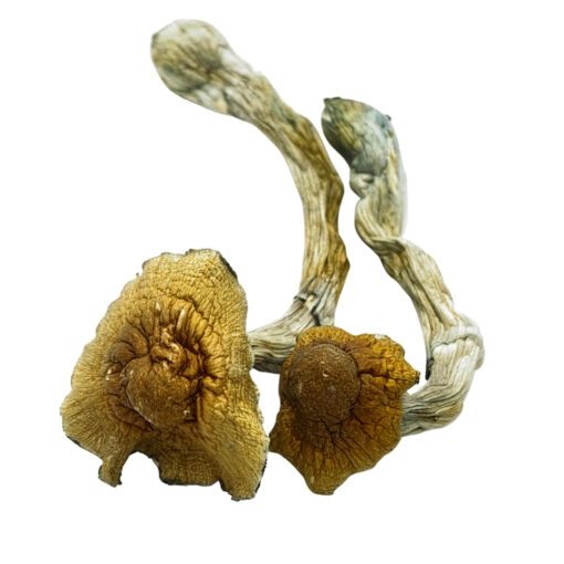 Golden Emperor Magic Mushrooms