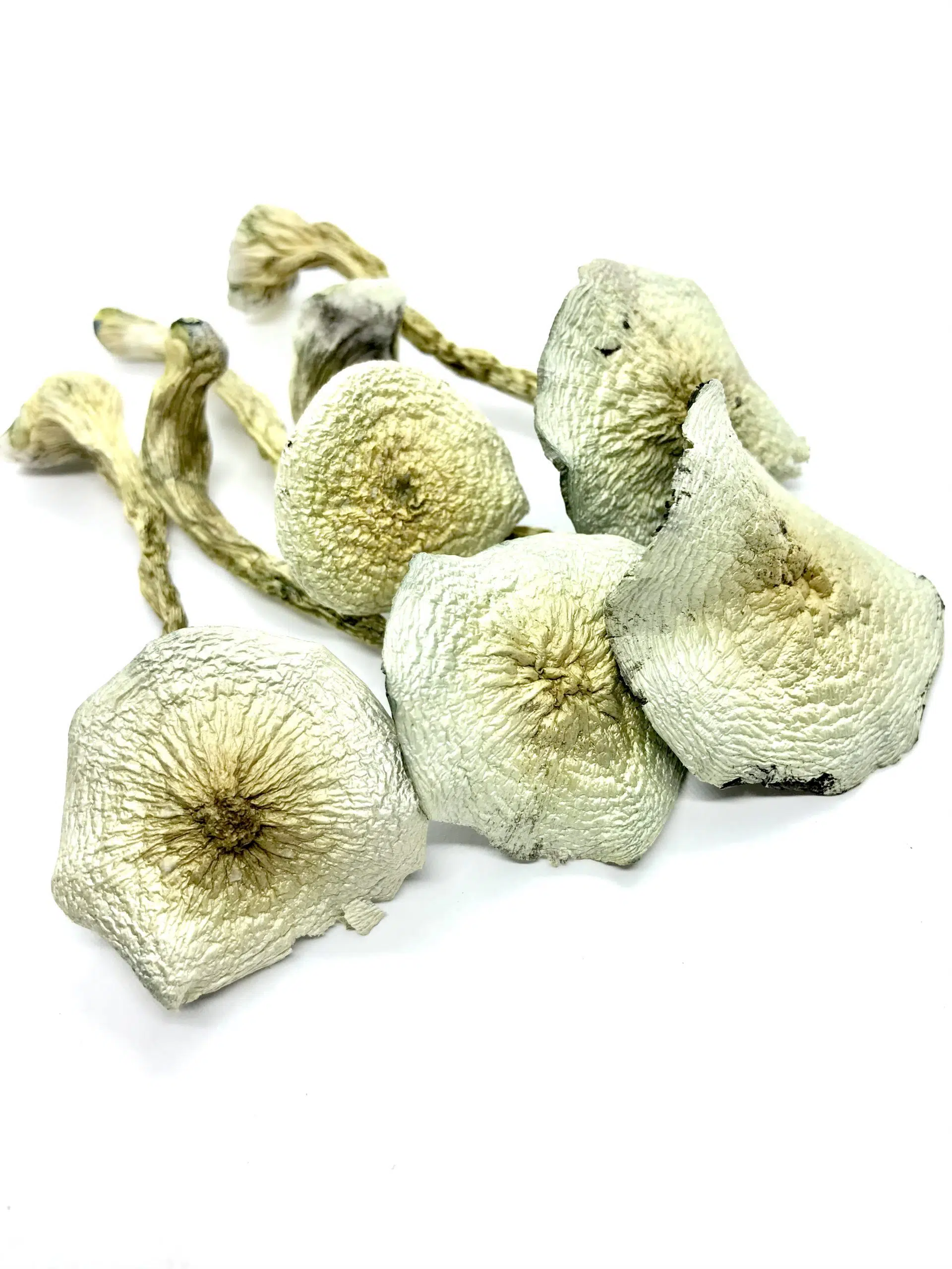 Great White Monster Magic Mushrooms