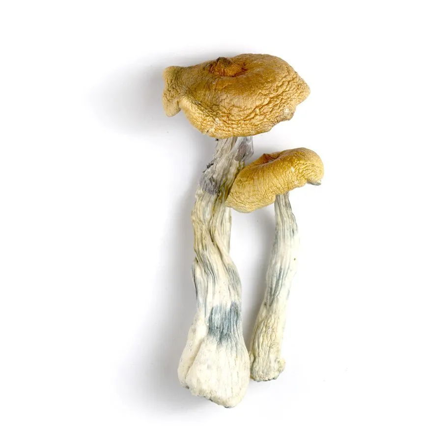 Hawaiian Magic Mushrooms 