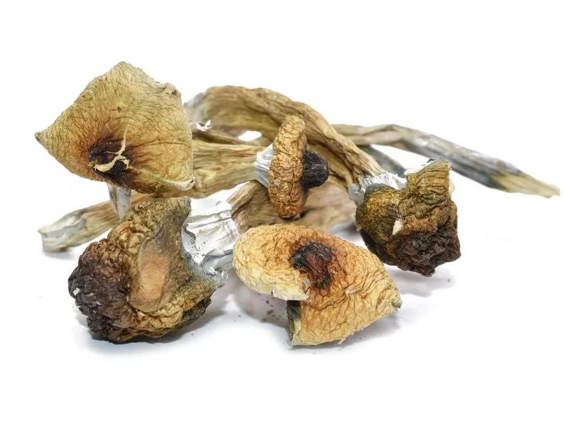 Hero Magic Mushrooms