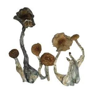 Magic Mushroom Sampler Kit / Testing Menu