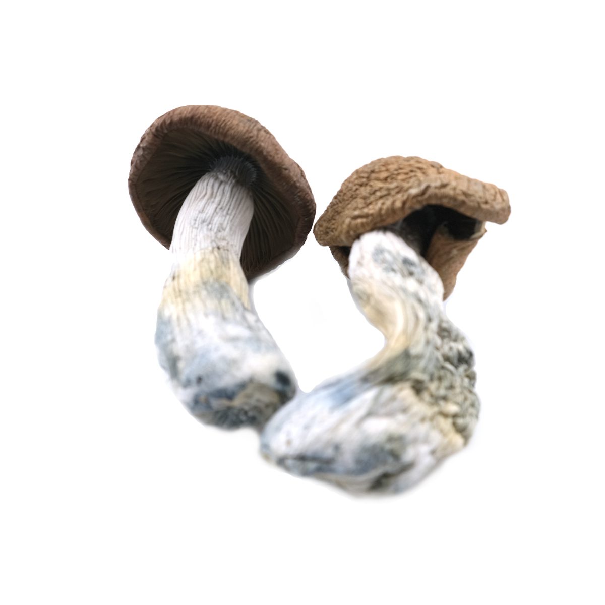 Melmac Penis Envy Mushrooms