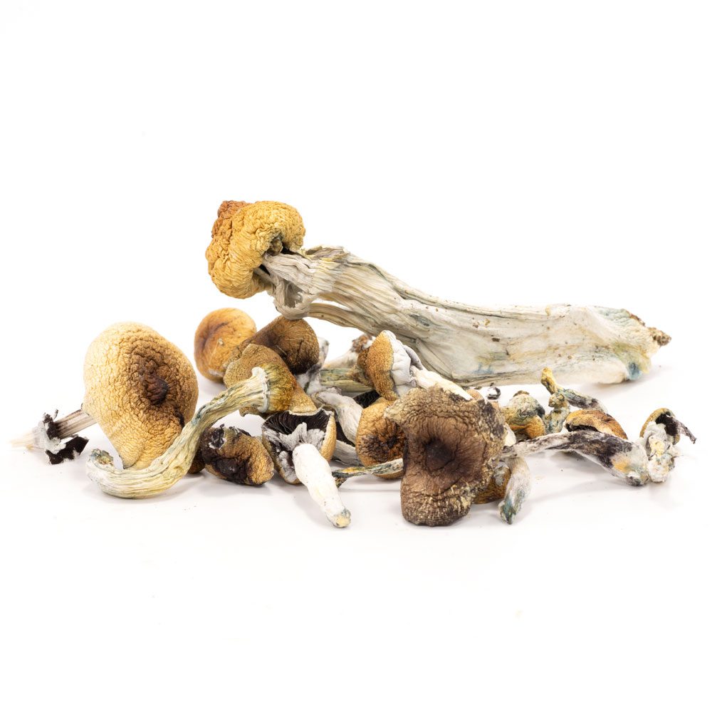 Makilla Gorilla Magic Mushrooms