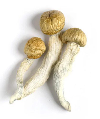 Texas Penis Envy Magic Mushrooms