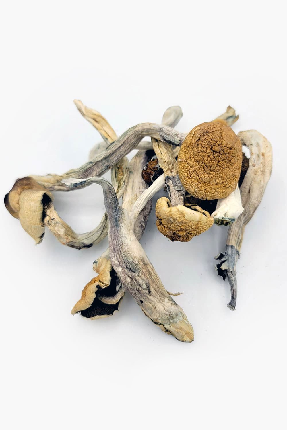 Trinity Magic Mushrooms