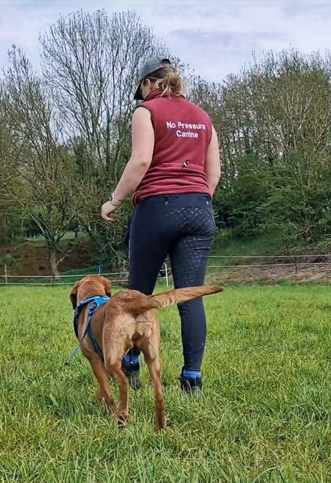 Initial Training Consultation 