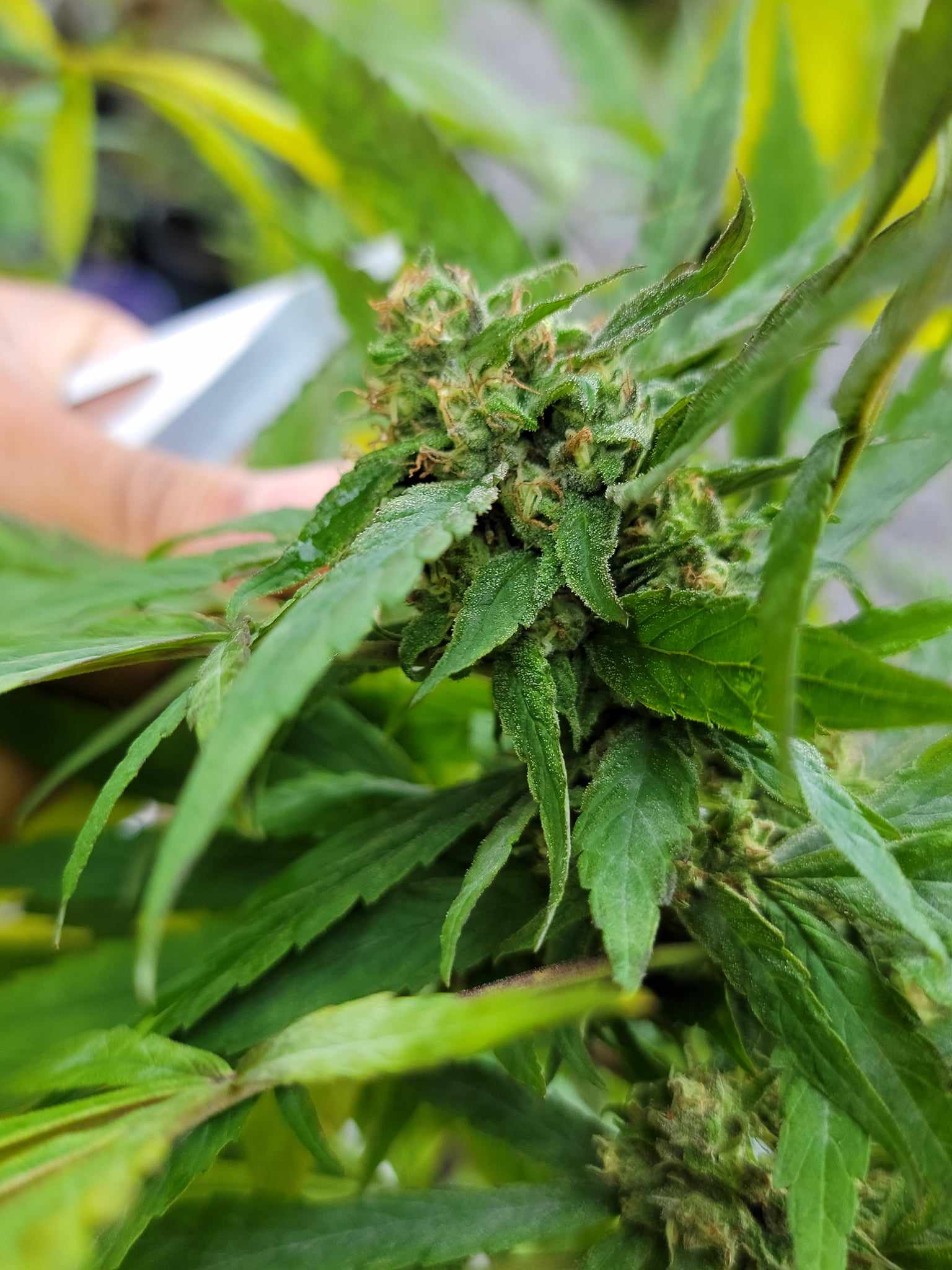 90s Heirloom Cinderella 99 IBL