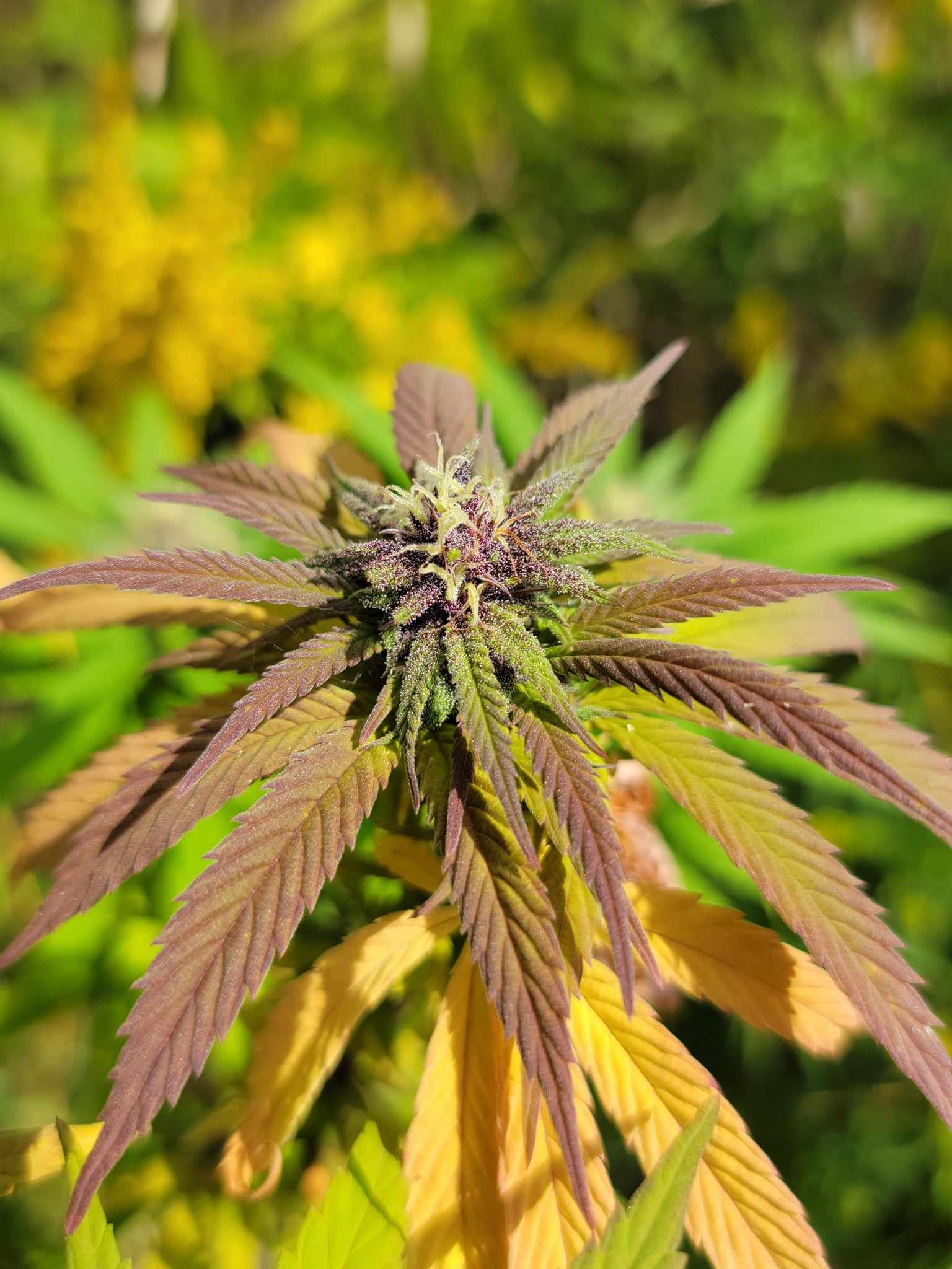 90s Heirloom Cinderella 99 IBL