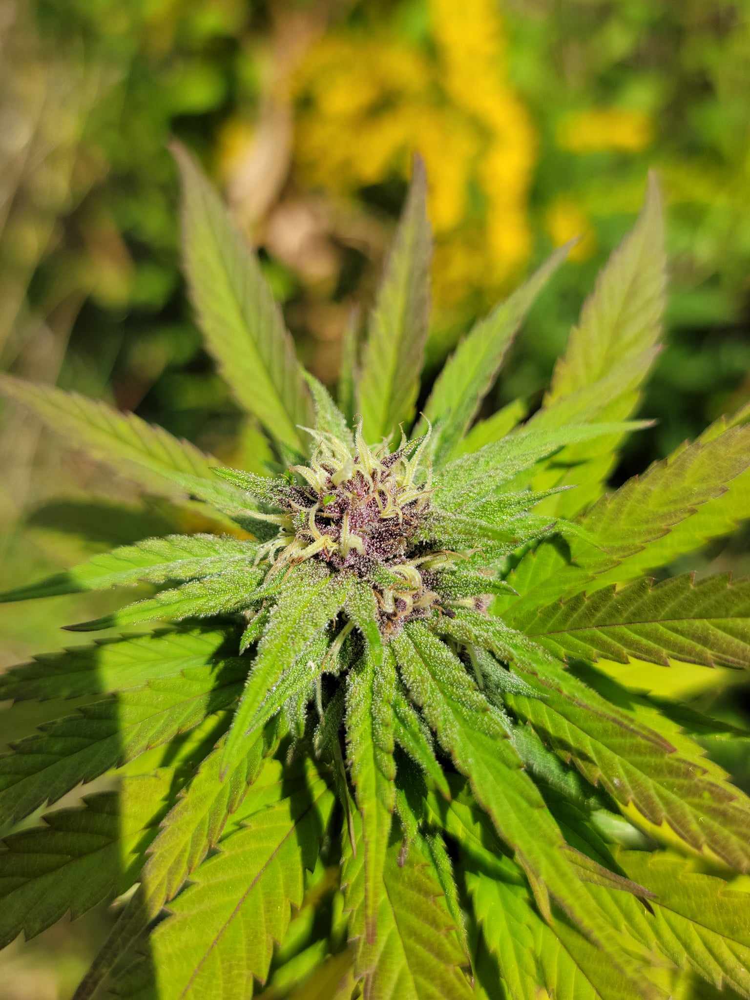 90s Heirloom Cinderella 99 IBL