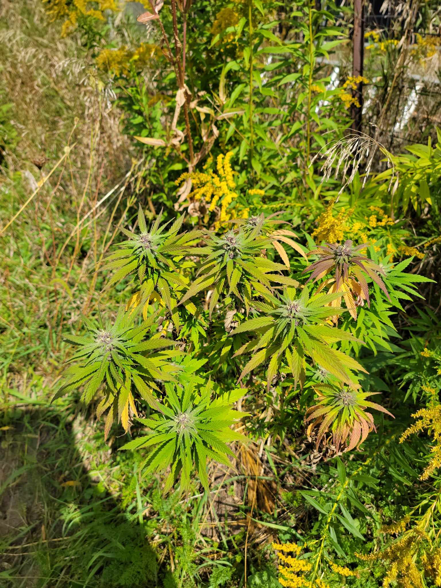 90s Heirloom Cinderella 99 IBL