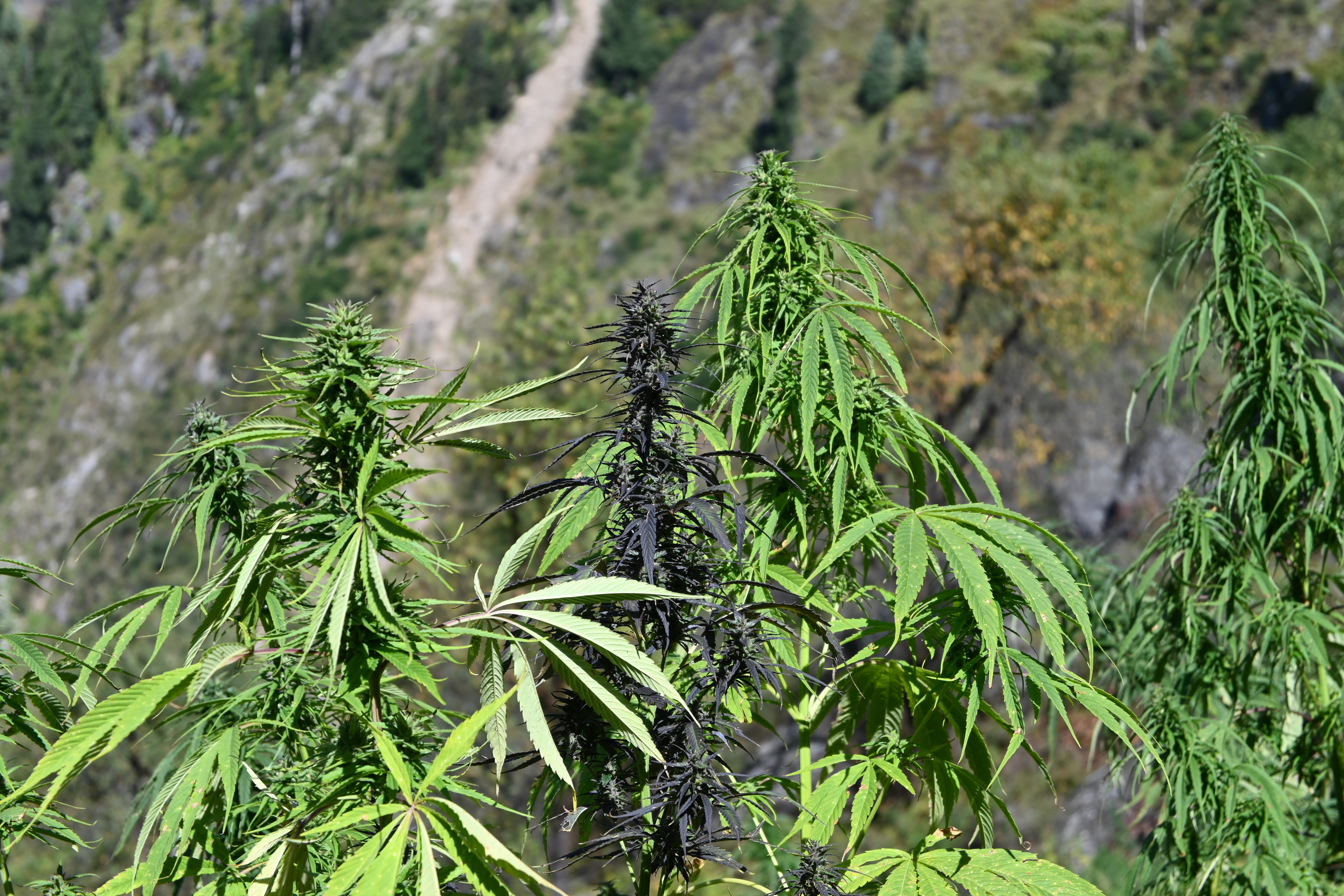 Wailing Valley General Population 2022