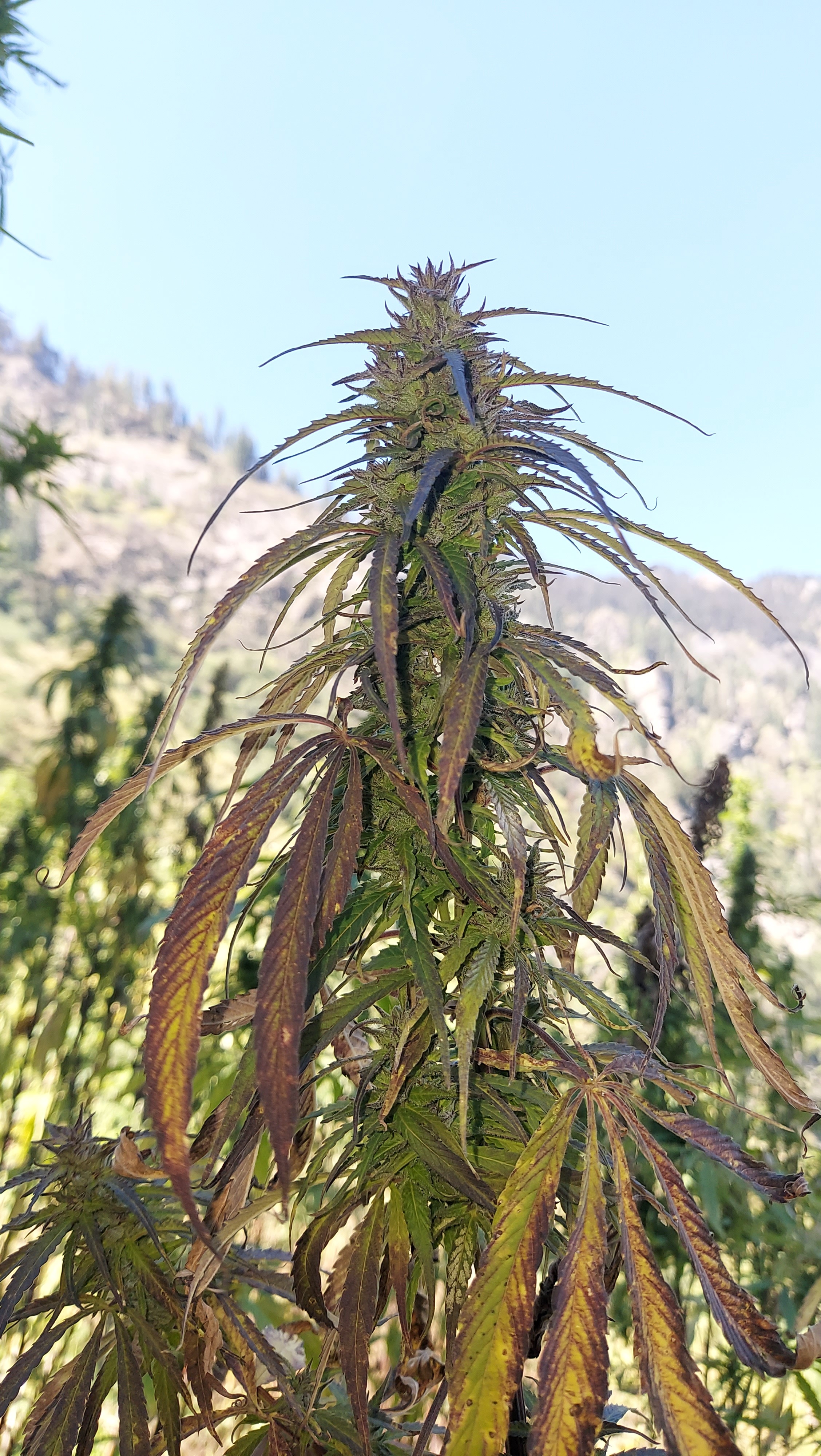 Wailing Valley General Population 2022